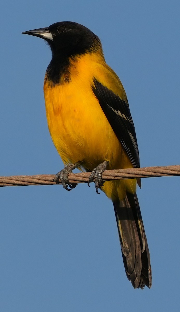 Turpial de Audubon - ML645618781