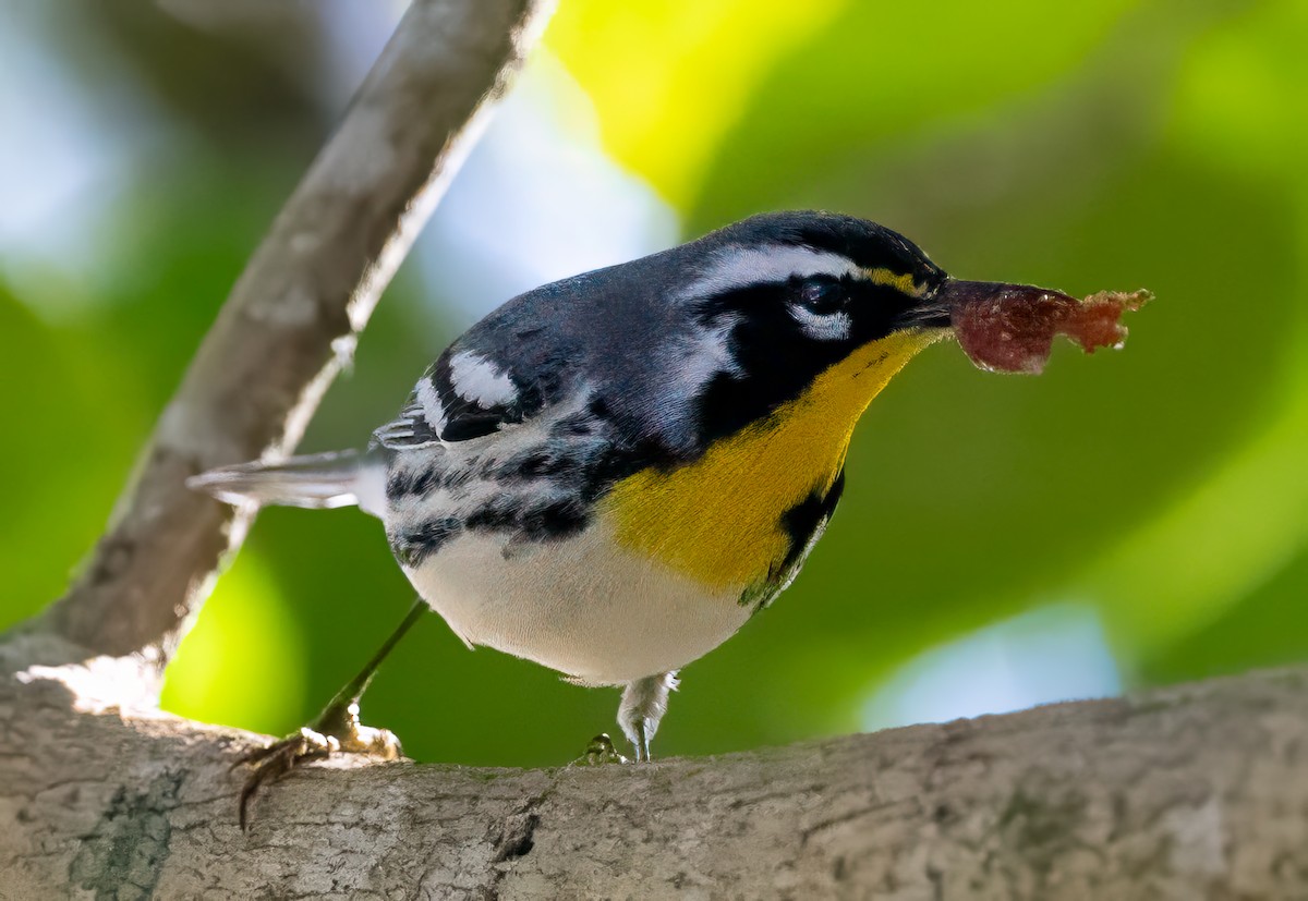 Reinita Gorjiamarilla - ML645618782