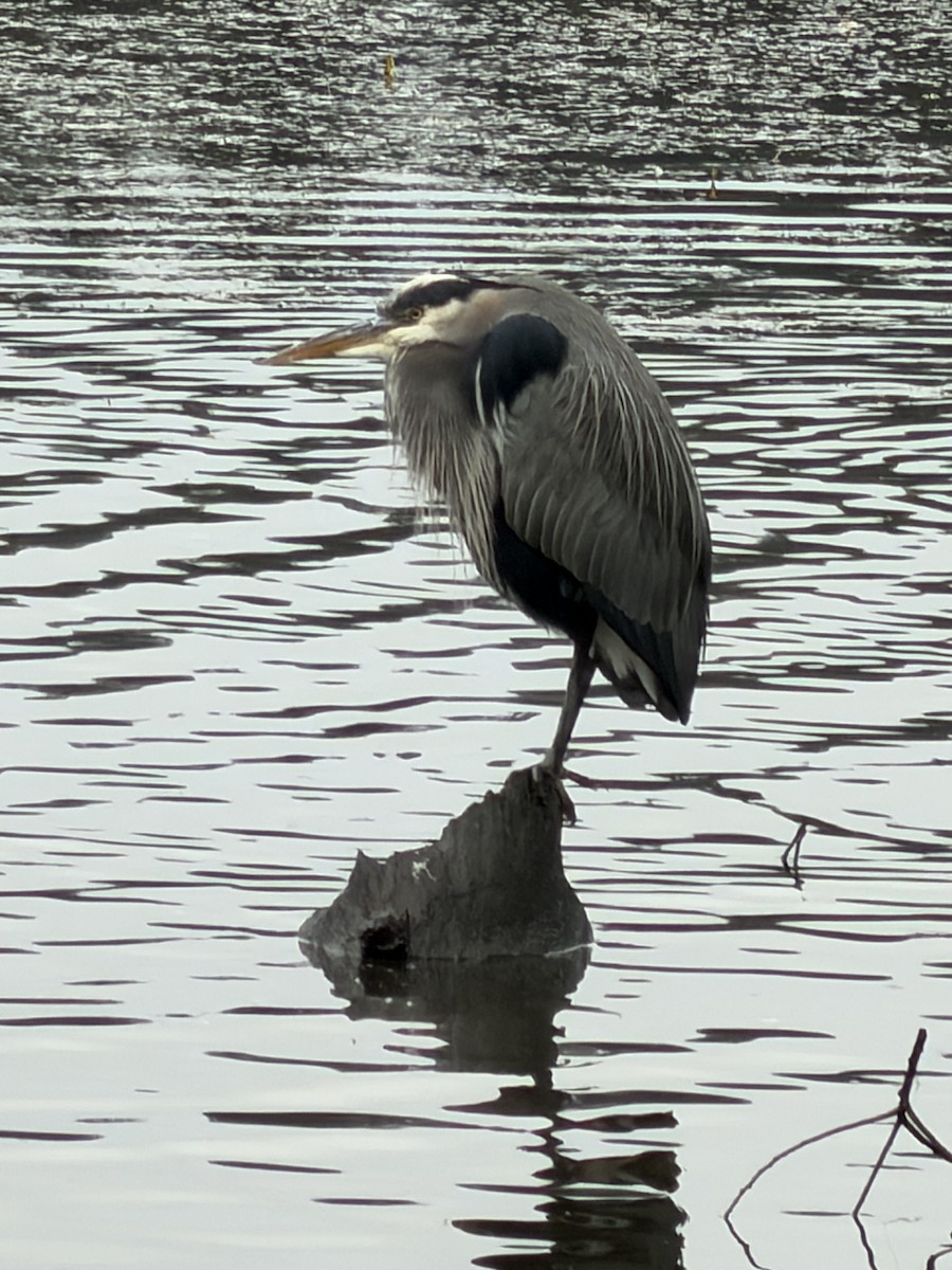 Garza Azulada - ML645618785