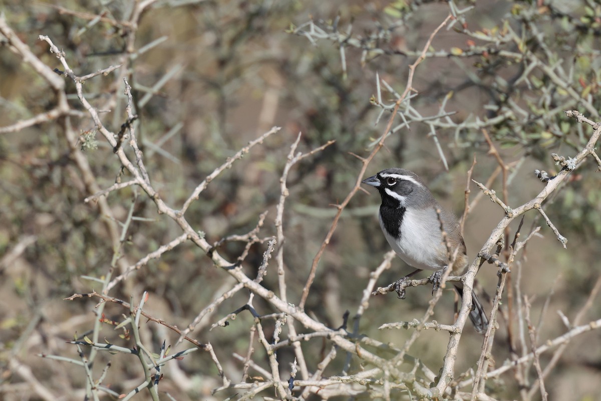 Chingolo Gorjinegro - ML645618786