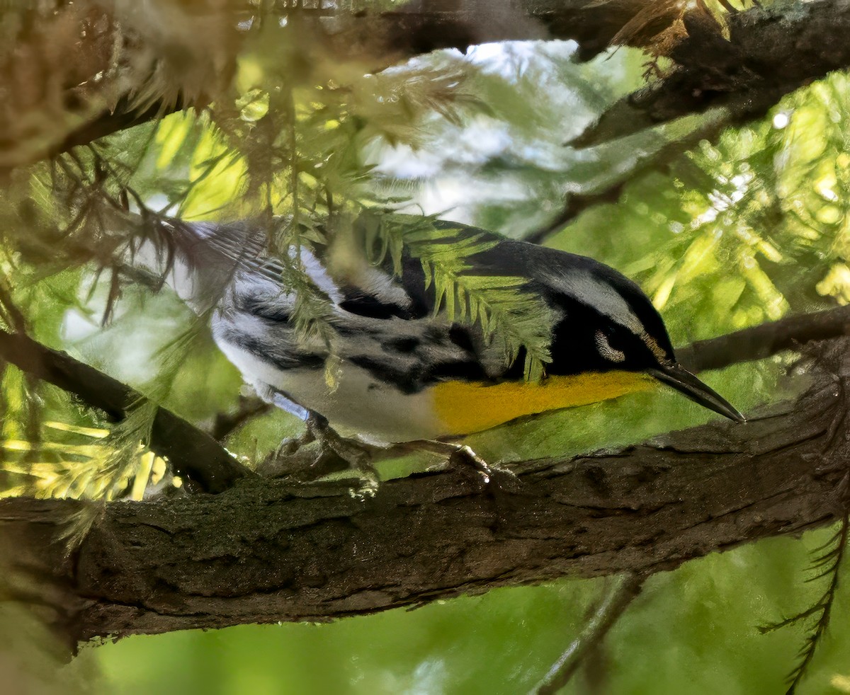 Reinita Gorjiamarilla - ML645618787