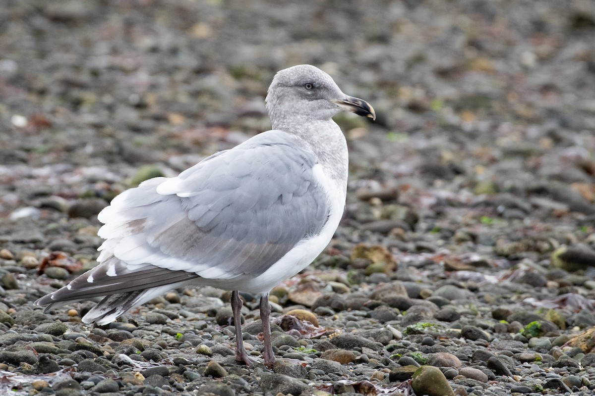 Gaviota Occidental x de Bering (híbrido) - ML645618788