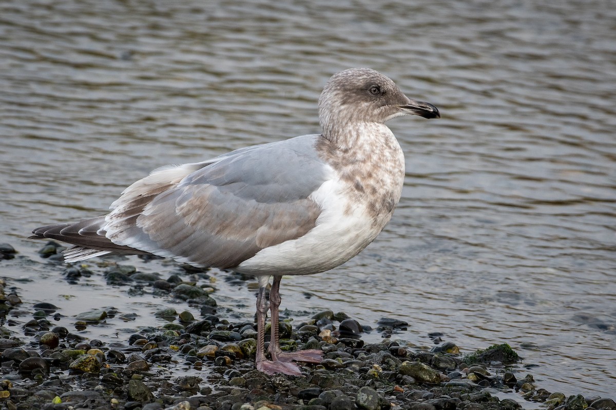 Gaviota Occidental x de Bering (híbrido) - ML645618789
