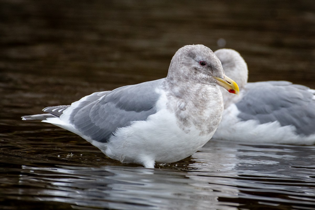Gaviota Occidental x de Bering (híbrido) - ML645618790