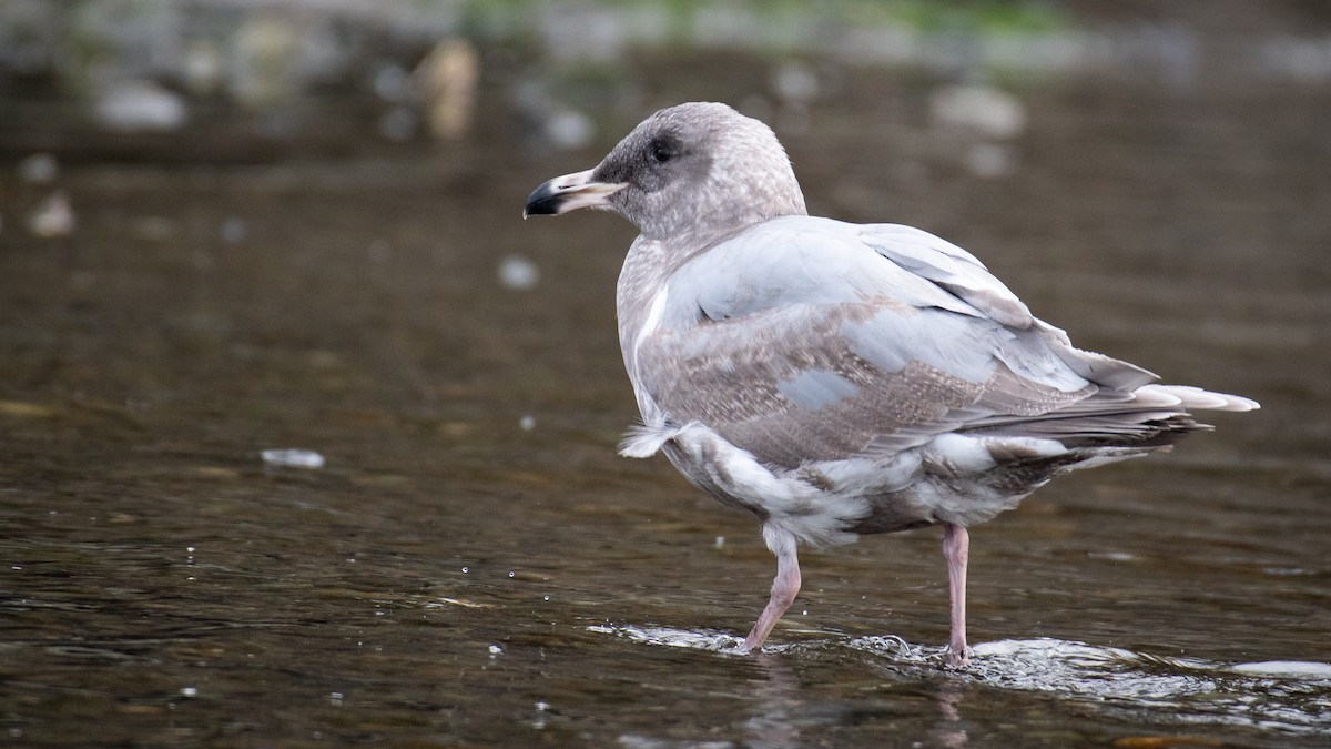 Gaviota Occidental x de Bering (híbrido) - ML645618791