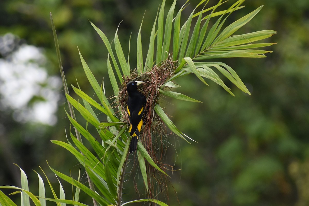 Cacique Lomiamarillo - ML645618792
