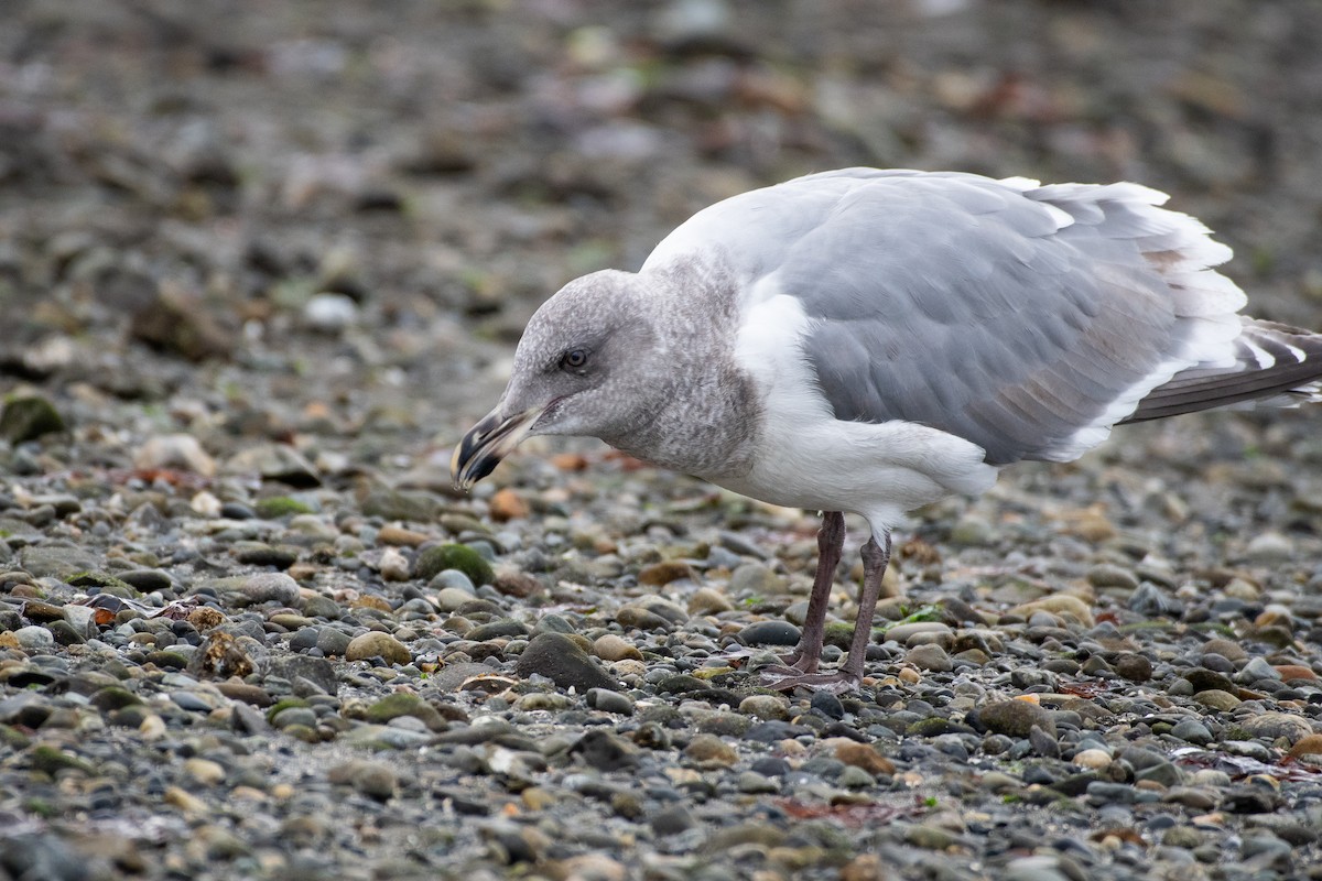 Gaviota Occidental x de Bering (híbrido) - ML645618793
