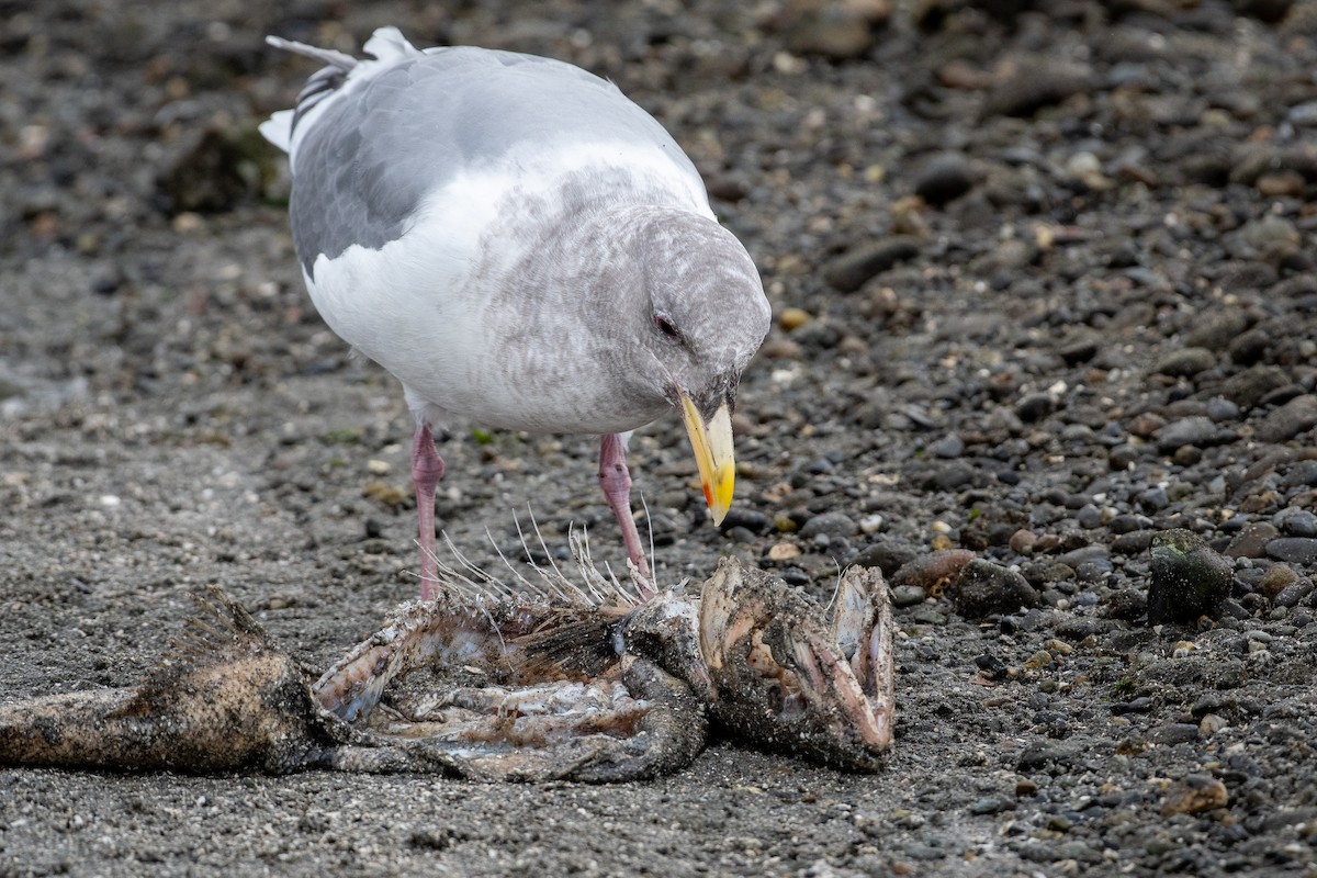 Gaviota Occidental x de Bering (híbrido) - ML645618794