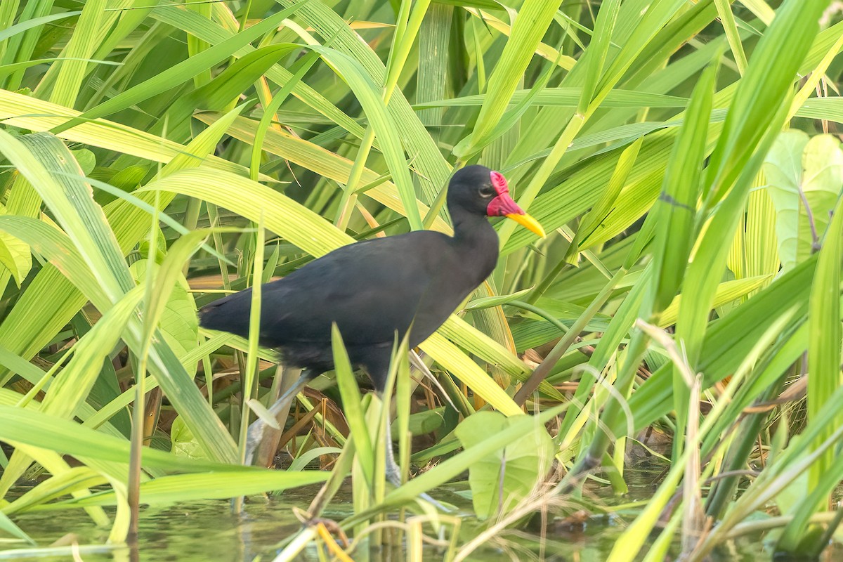 Jacana Sudamericana - ML645618795
