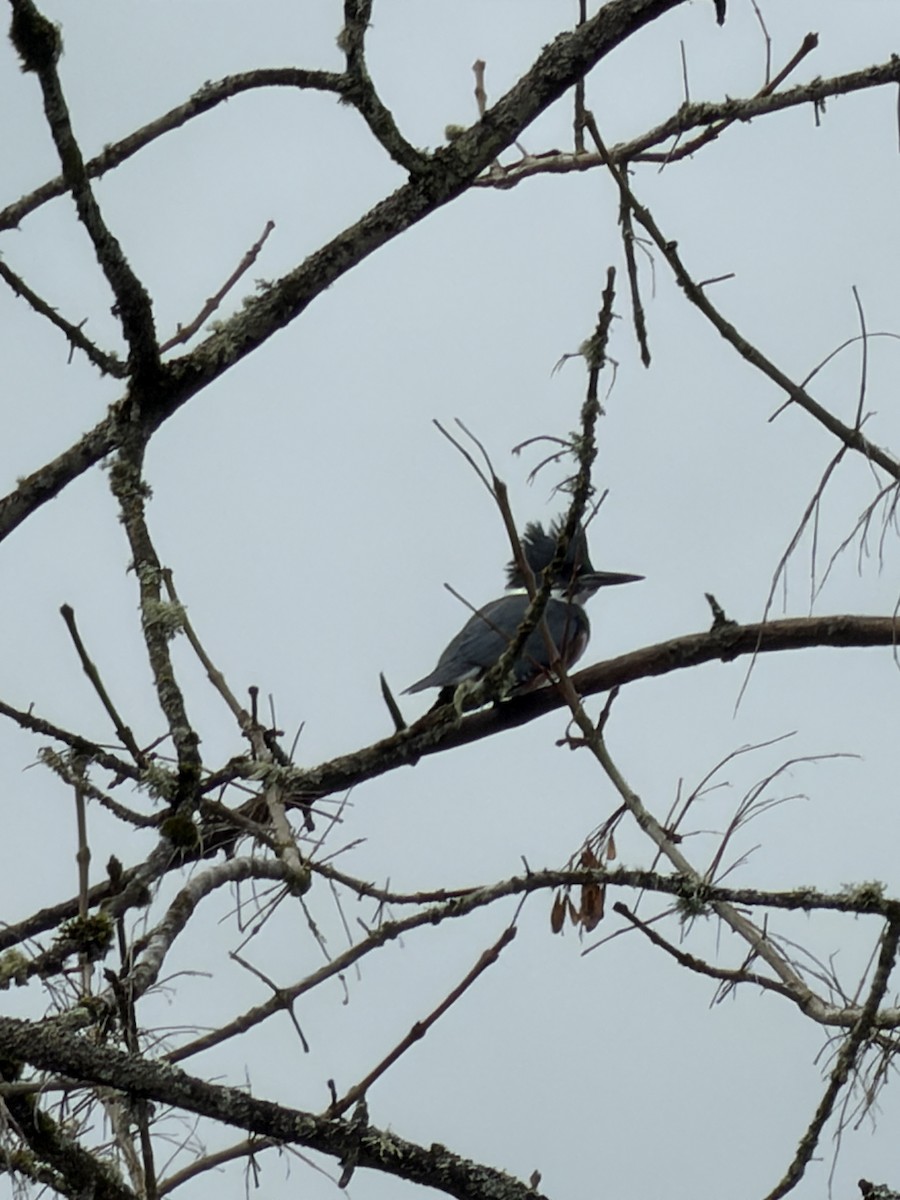 Martín Gigante Norteamericano - ML645618796