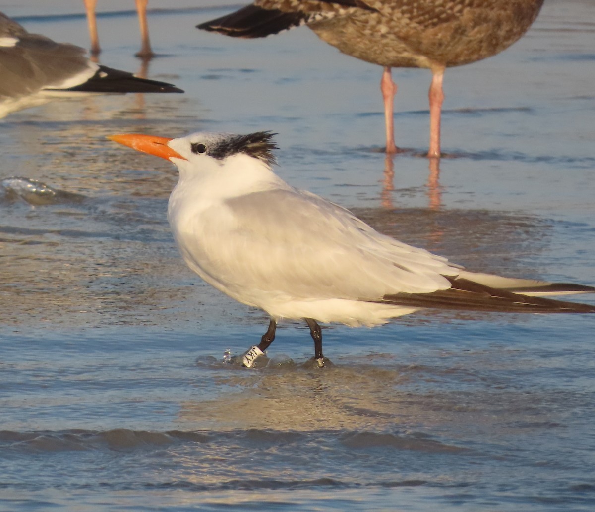 Charrán Real Americano - ML645618797