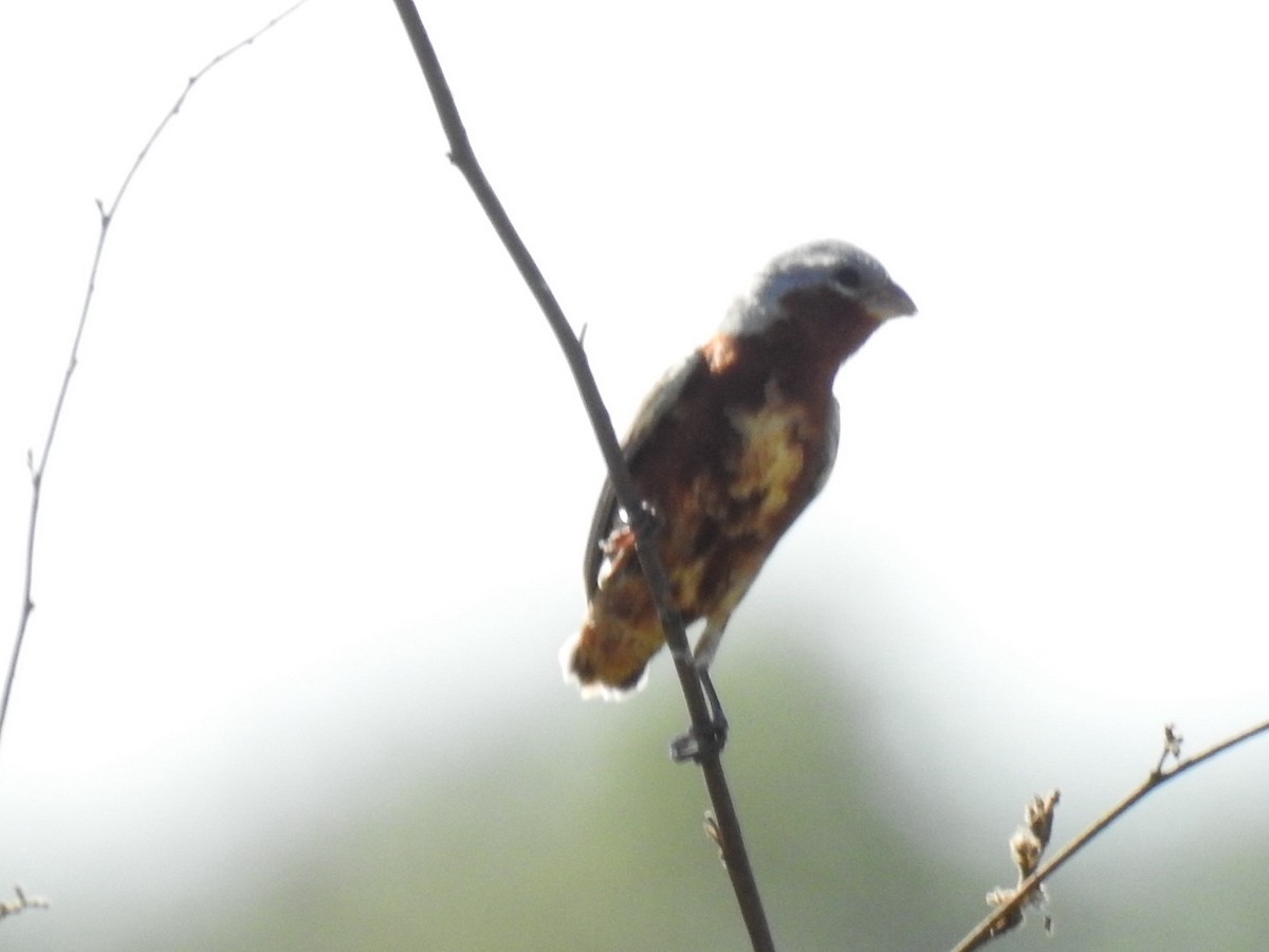 Dark-throated Seedeater - ML645618800