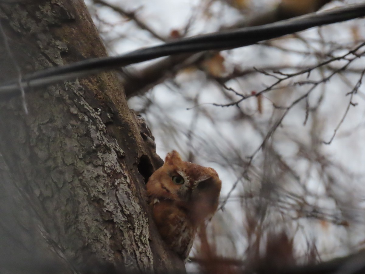 Eastern Screech-Owl - ML645618804
