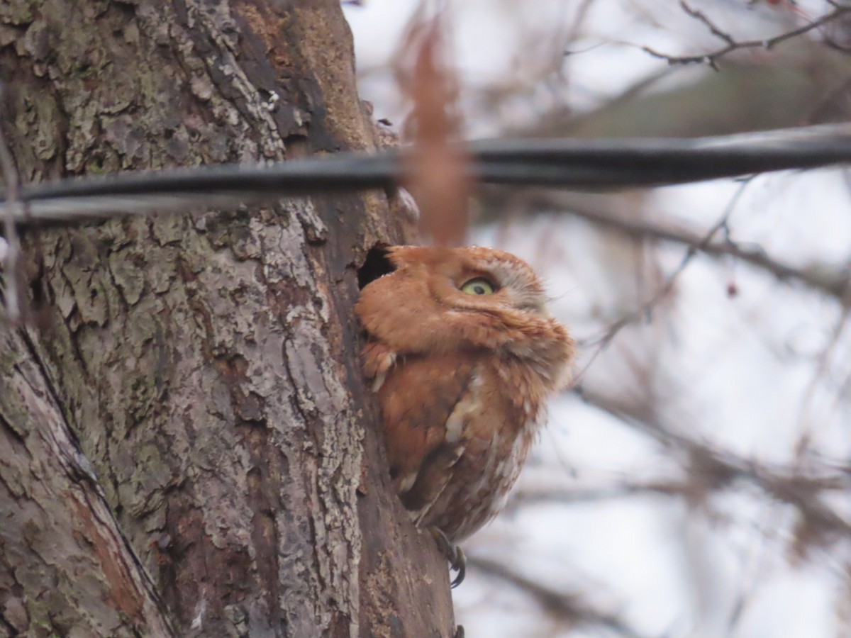 Eastern Screech-Owl - ML645618805