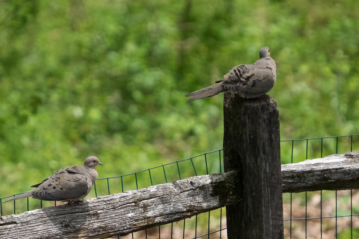 Mourning Dove - ML645618816