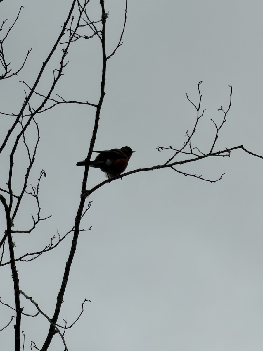 American Robin - ML645618818