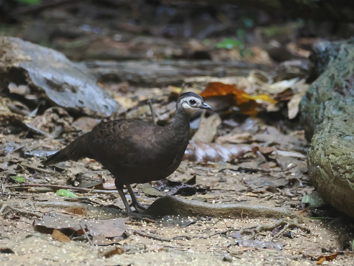 Palawan Peacock-Pheasant - ML645618819