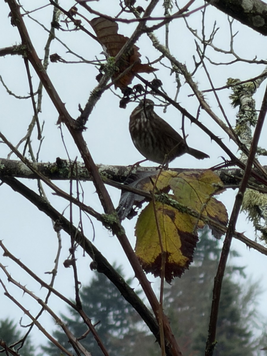 Song Sparrow - ML645618820