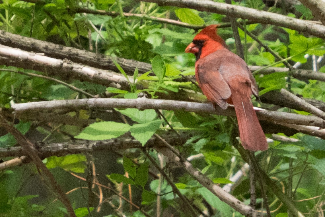 Northern Cardinal - ML645618823