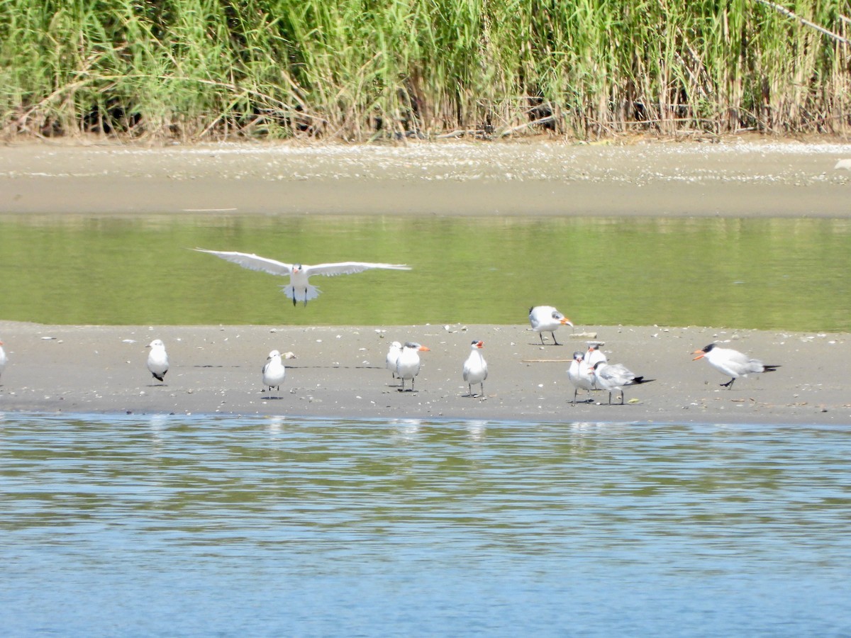 Caspian Tern - ML645618825