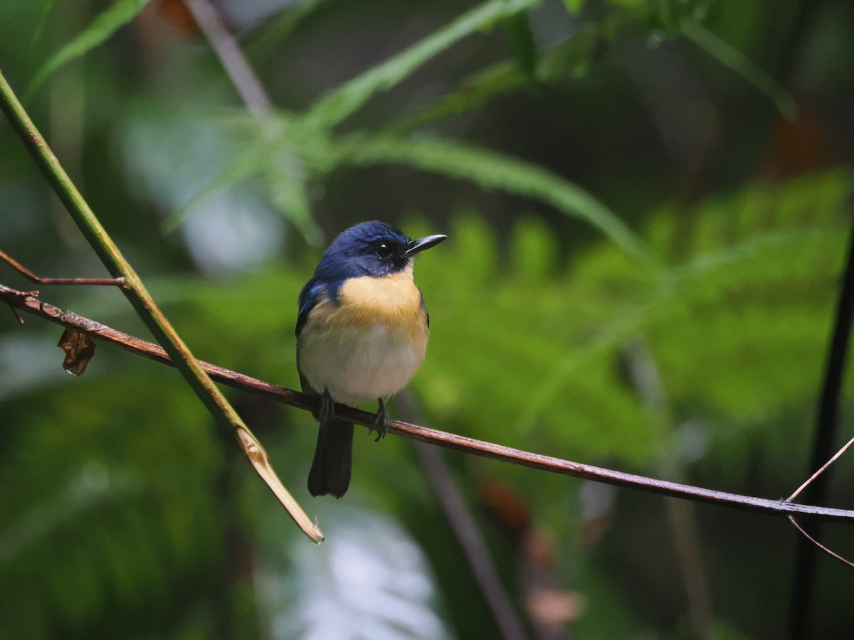 Palawan Blue Flycatcher - ML645618827