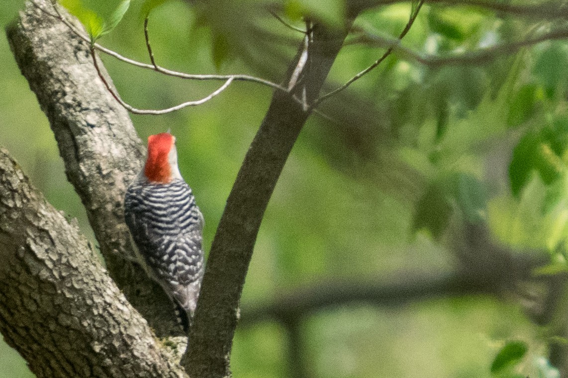 Red-bellied Woodpecker - ML645618828
