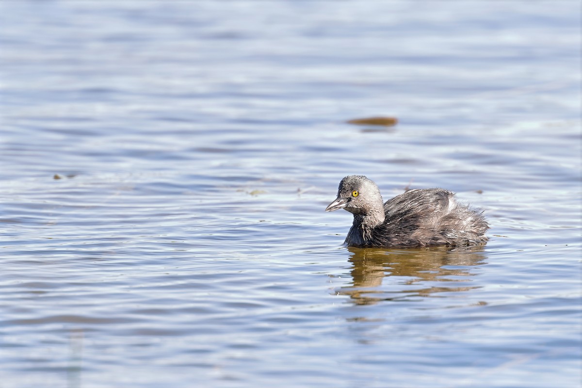 Least Grebe - ML645618829