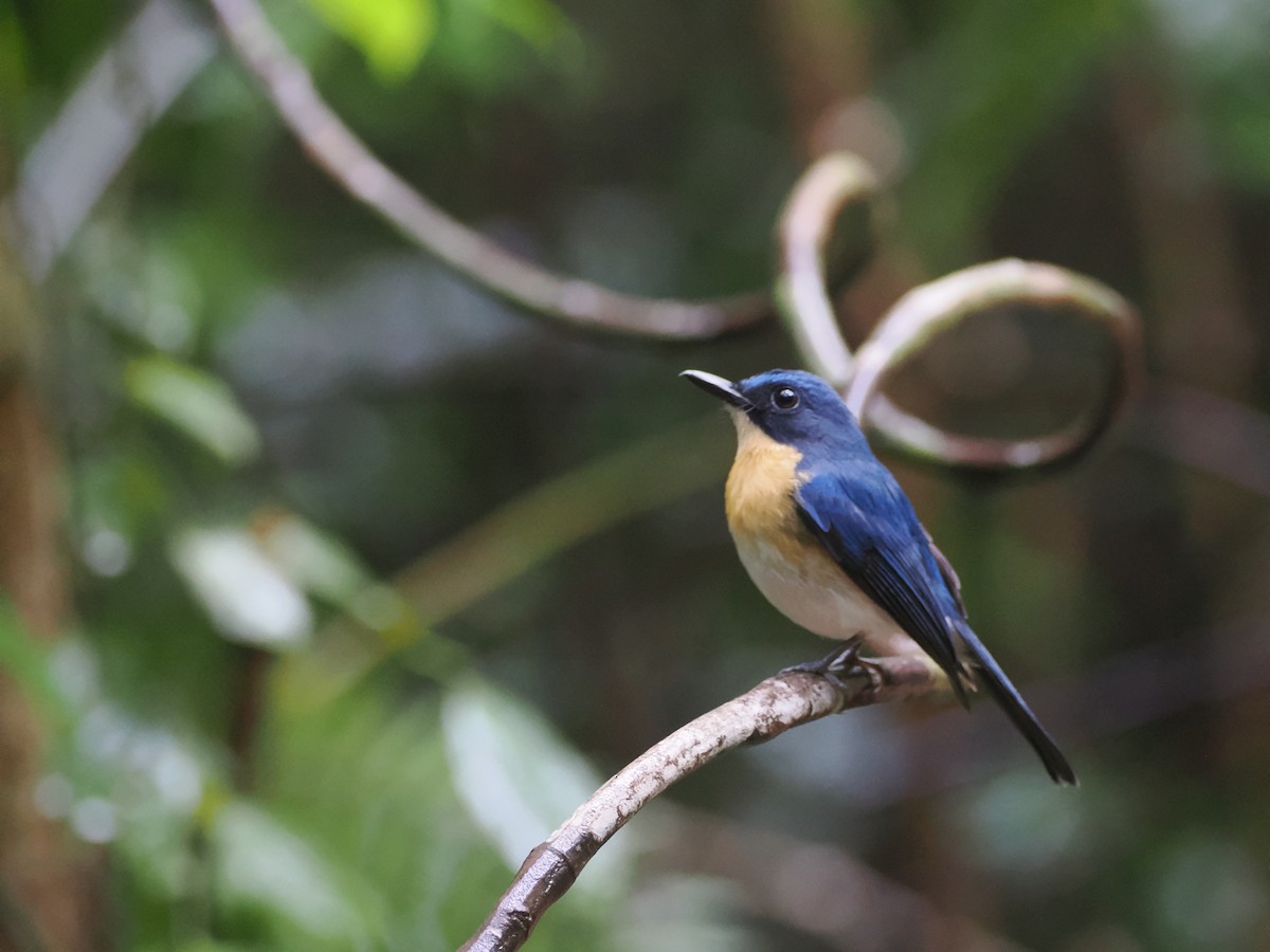 Palawan Blue Flycatcher - ML645618833