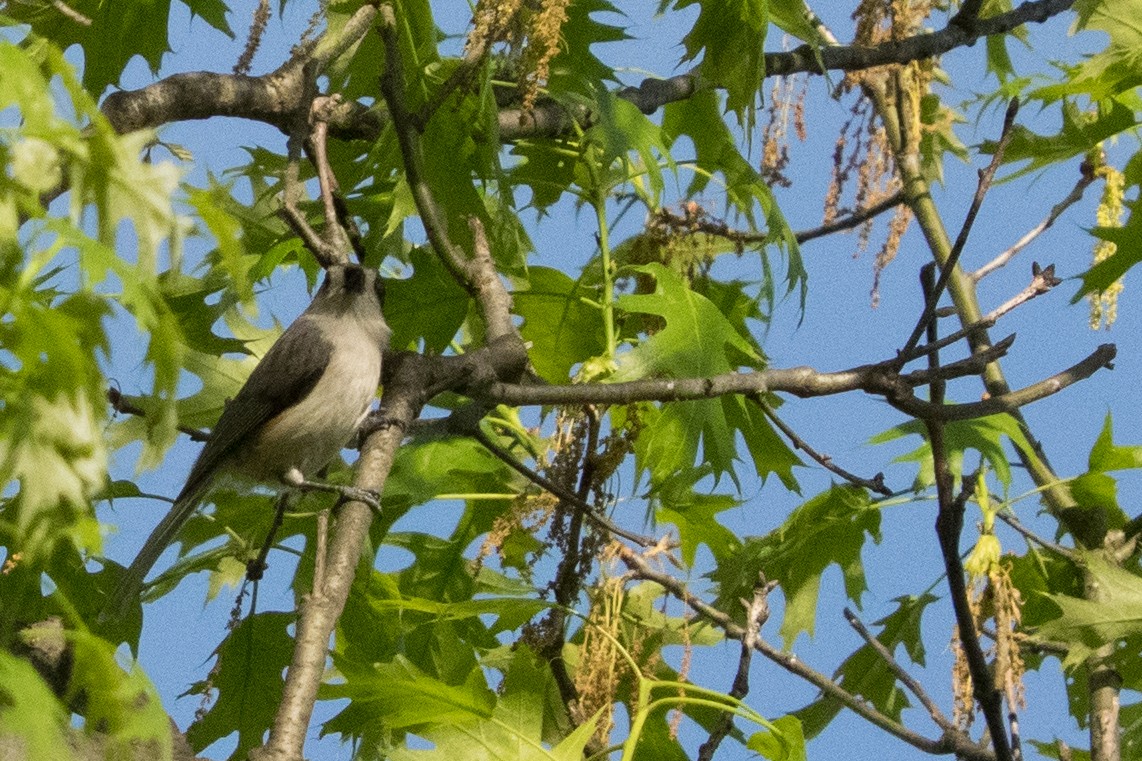 Tufted Titmouse - ML645618835