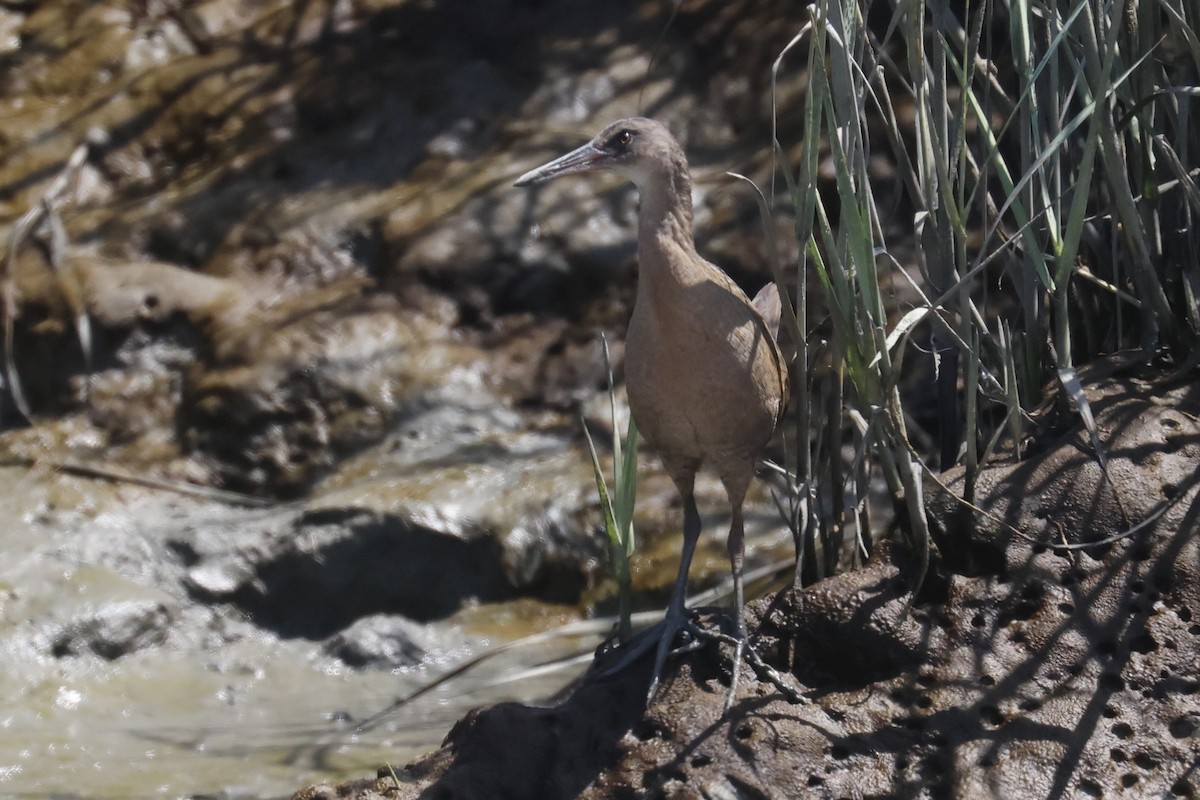 Ridgway's Rail (San Francisco Bay) - ML645618836