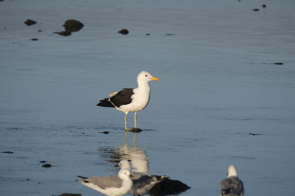 Kelp Gull - ML645618840