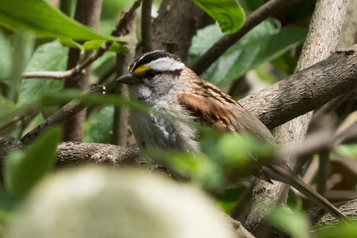 White-throated Sparrow - ML645618842