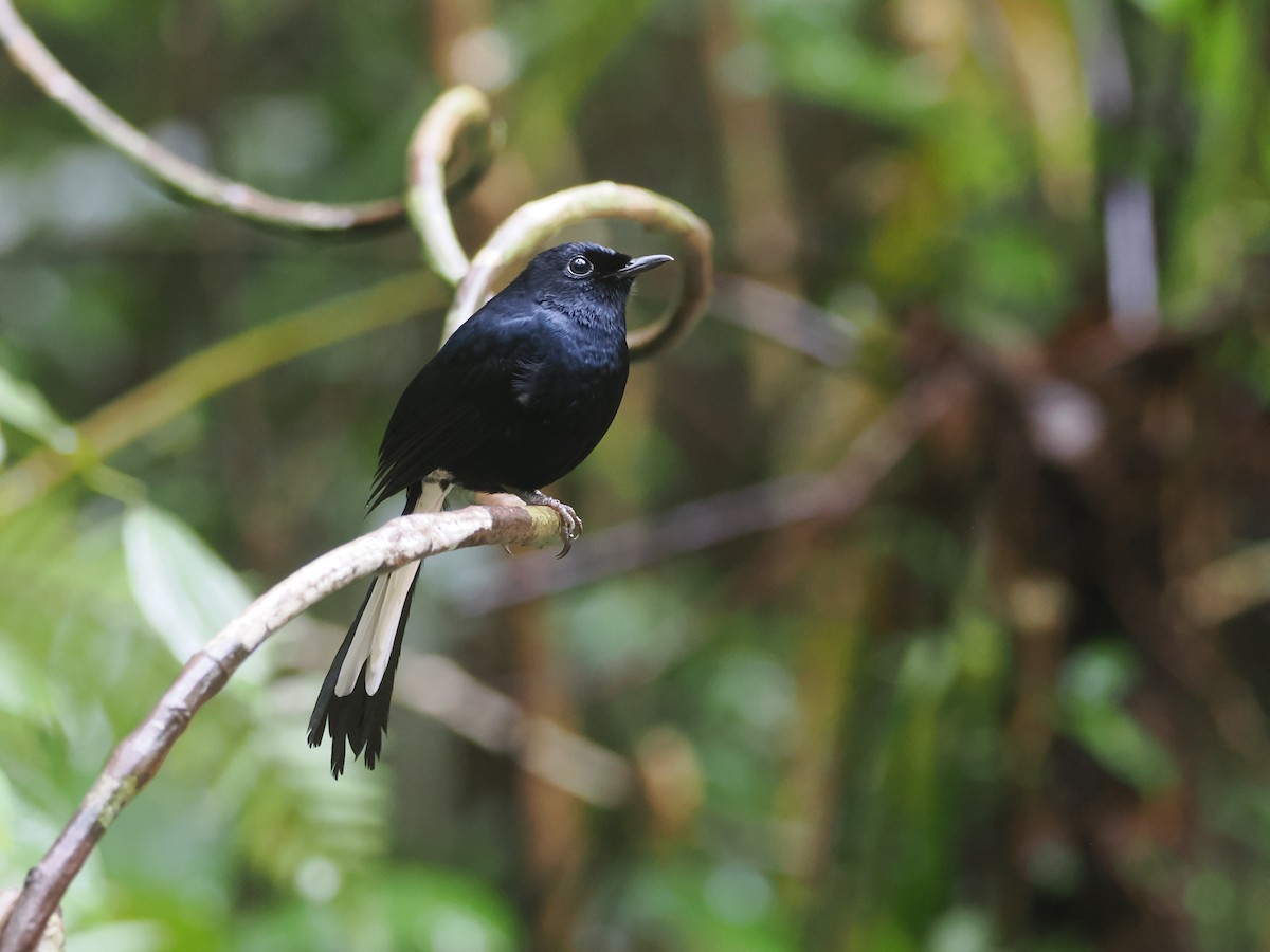 White-vented Shama - ML645618844