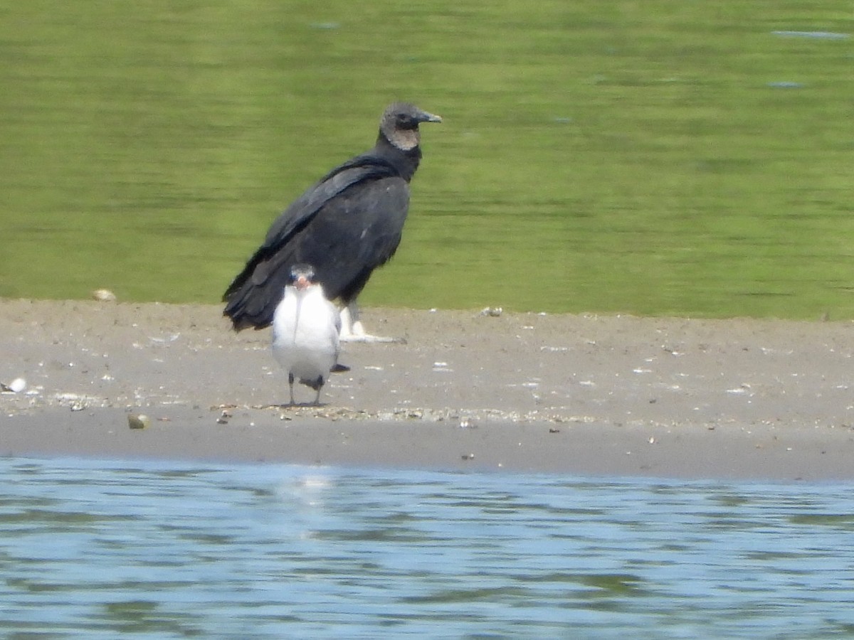 Black Vulture - ML645618845