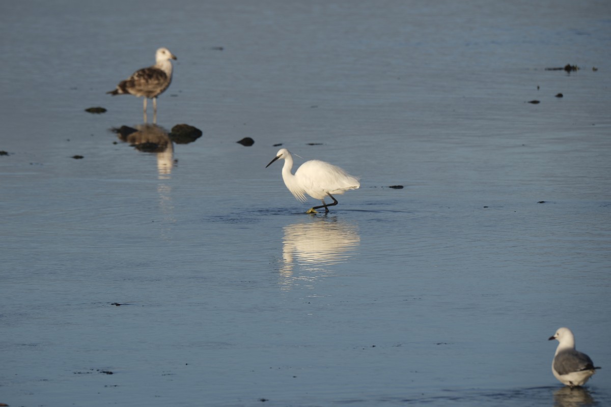 Little Egret - ML645618847