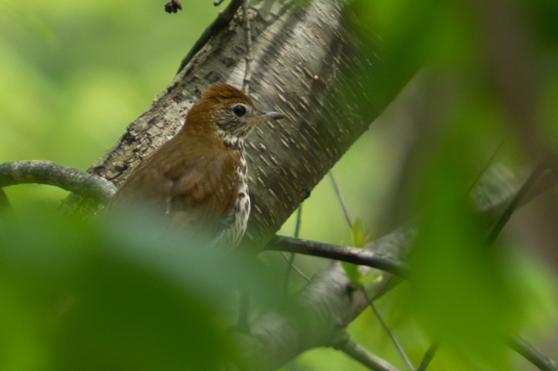 Wood Thrush - ML645618848