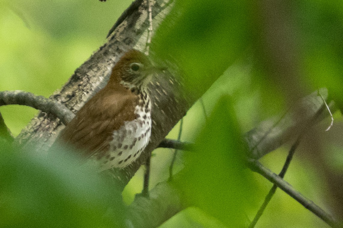 Wood Thrush - ML645618849