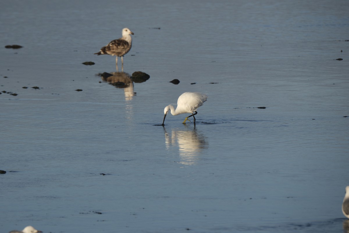 Little Egret - ML645618851