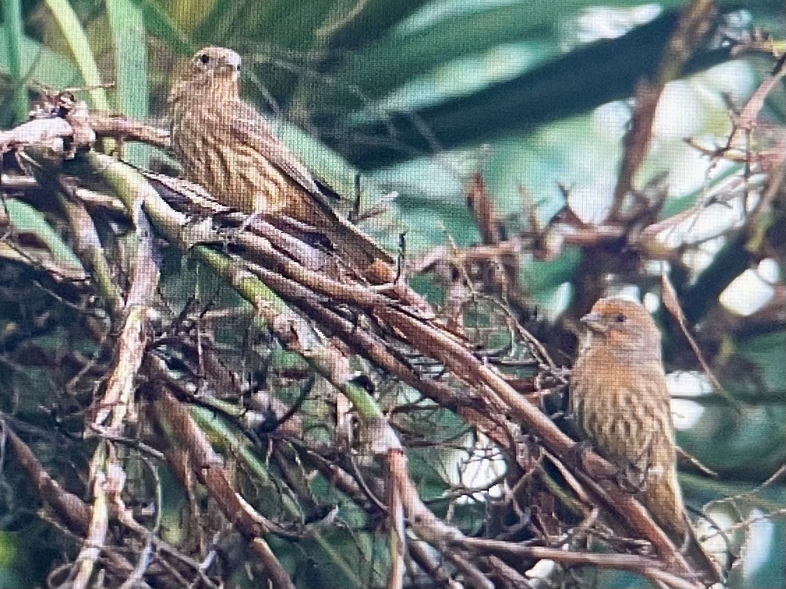 House Finch (Common) - ML645618853