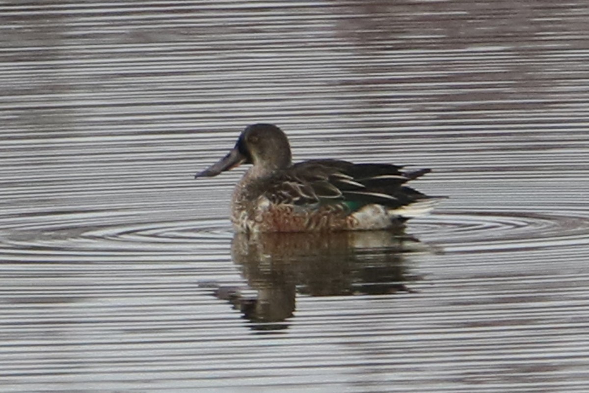 lžičák pestrý - ML645618863