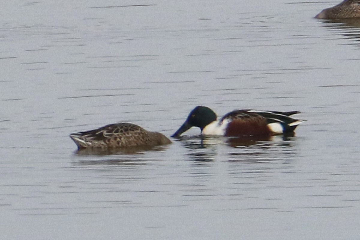 lžičák pestrý - ML645618864