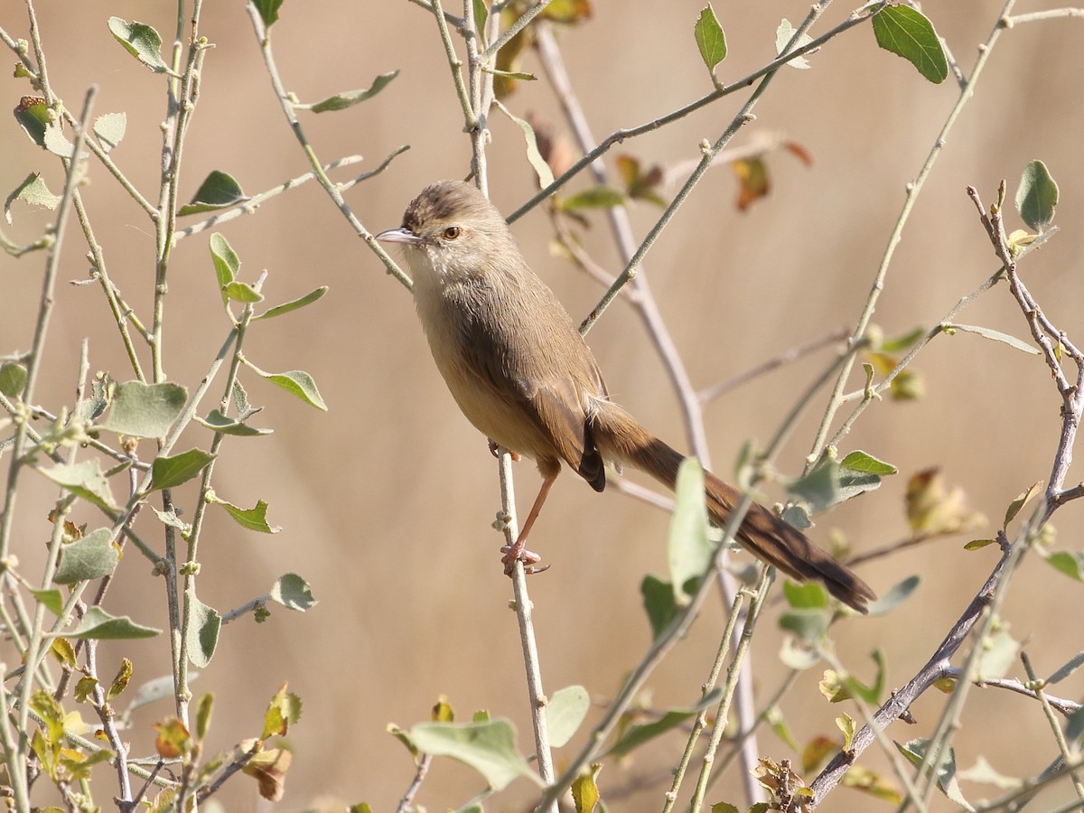 Plain Prinia - ML645618868