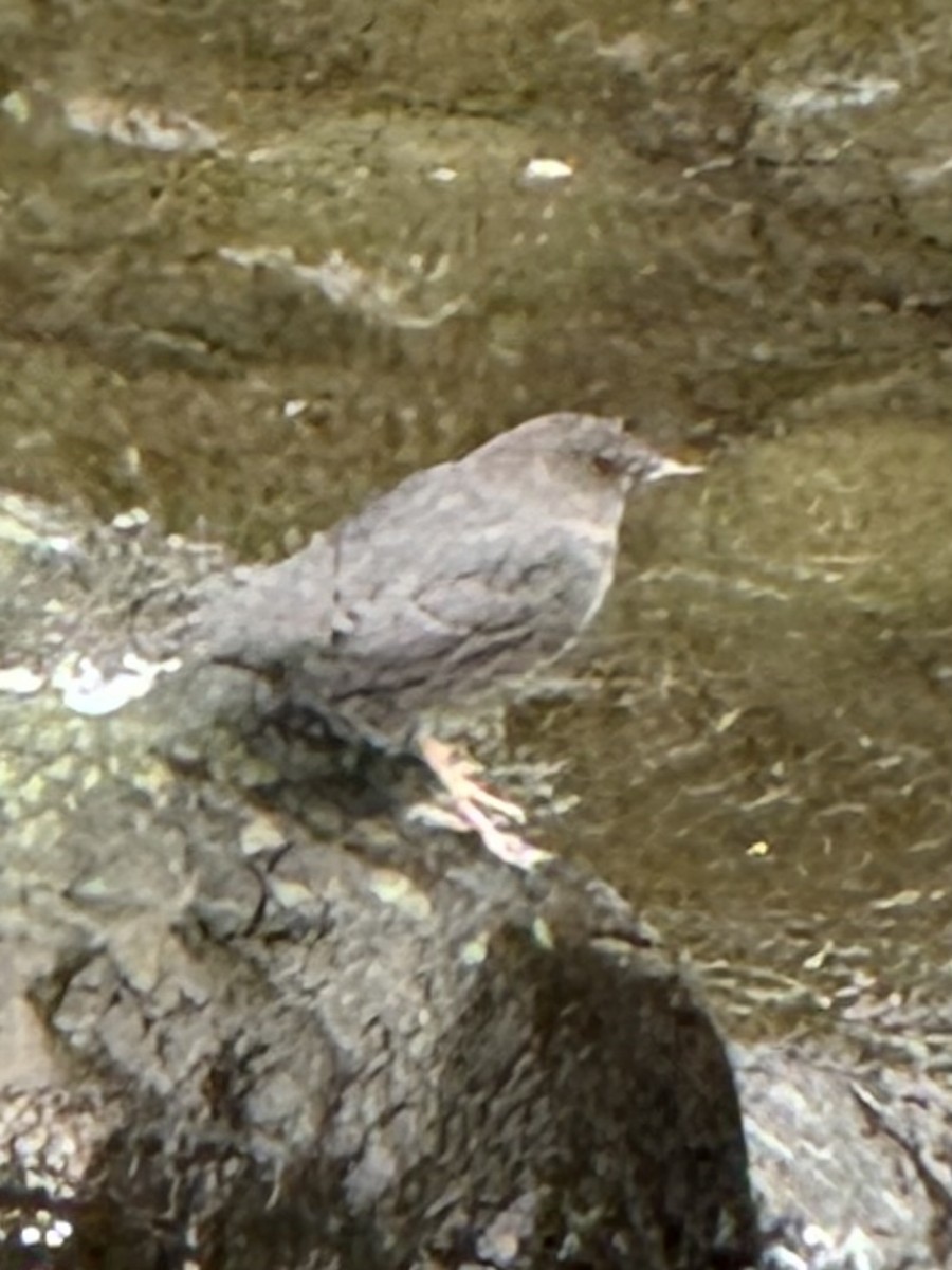 Ur-zozo iparramerikarra - ML645618881