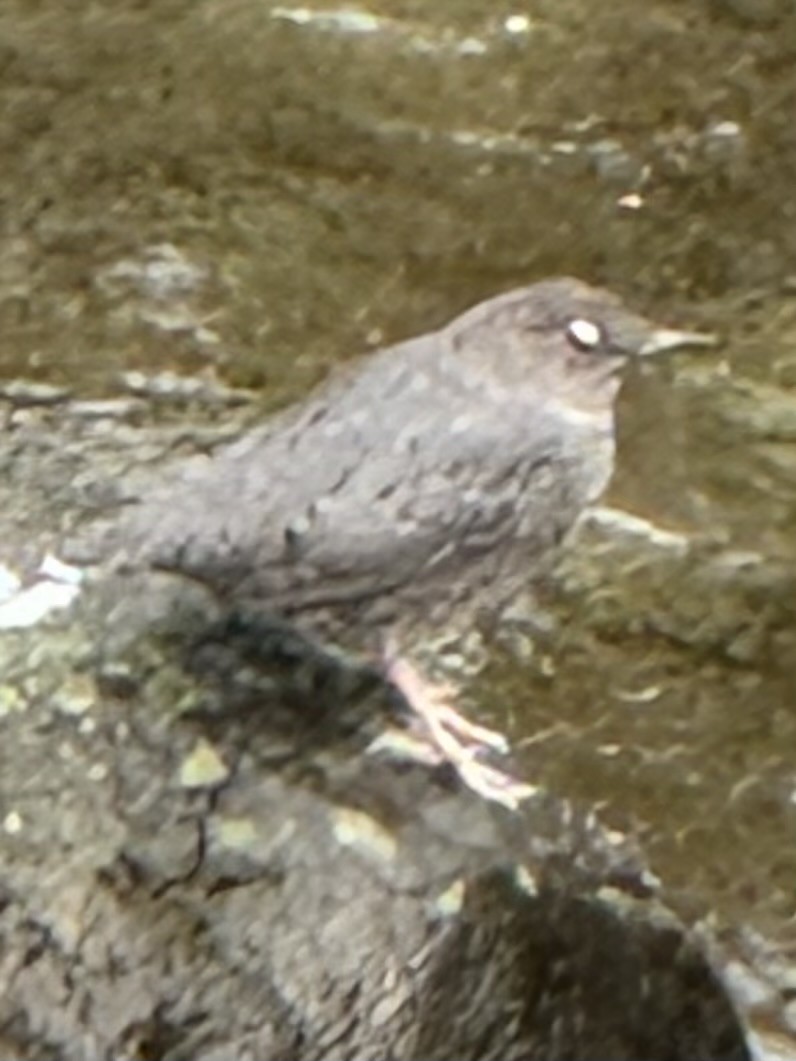 Ur-zozo iparramerikarra - ML645618882