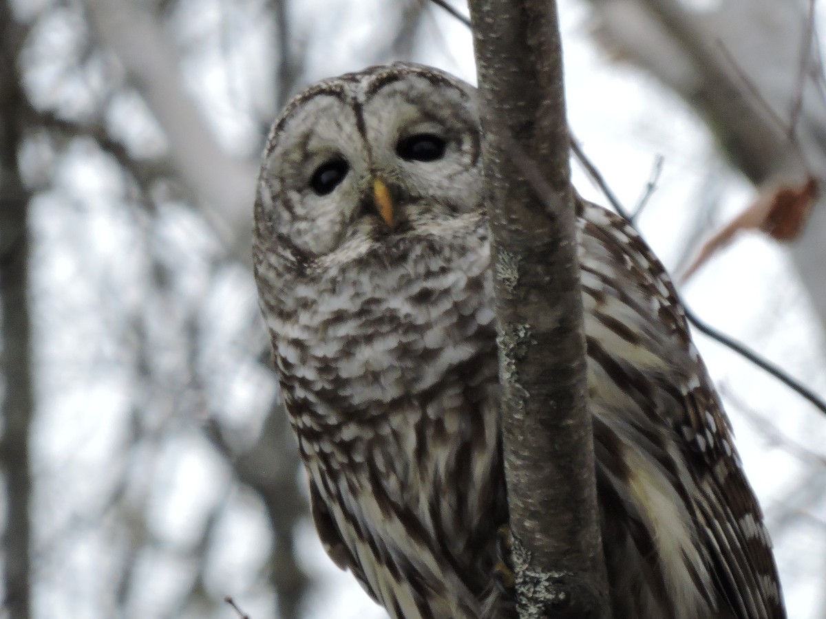 Barred Owl - ML645618887