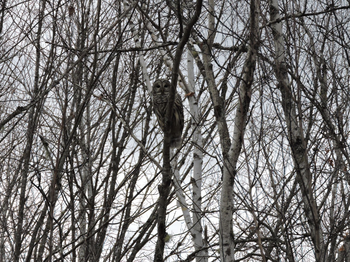 Barred Owl - ML645618888