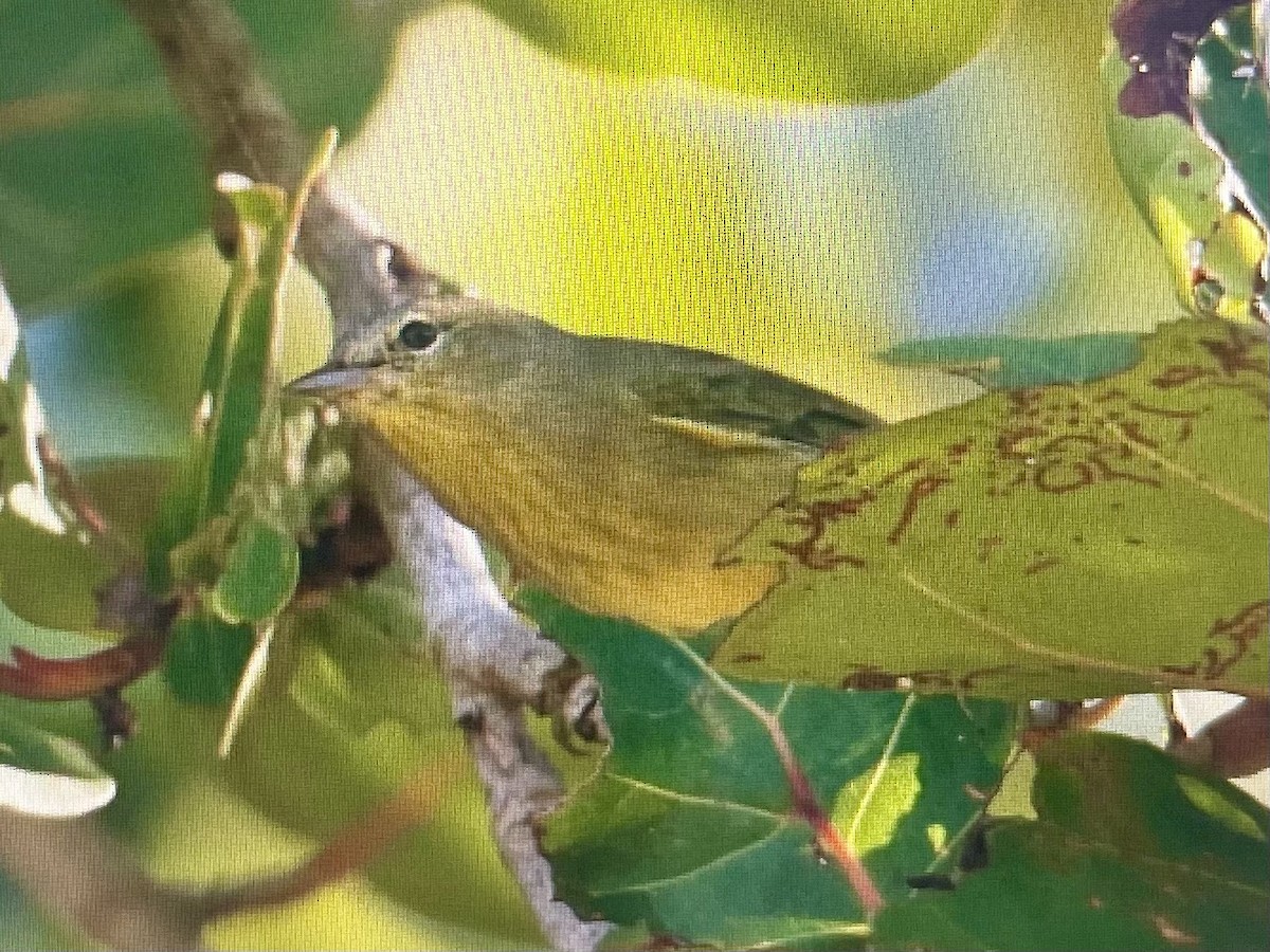 Orange-crowned Warbler (celata) - ML645618890