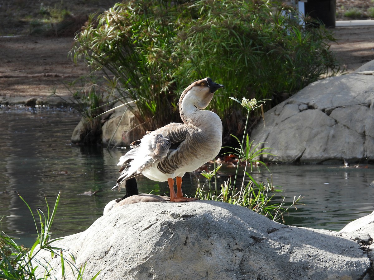 Çin Kazı (evcil tip) - ML645618899