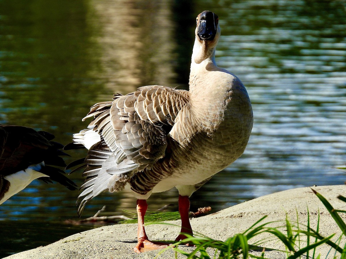 Çin Kazı (evcil tip) - ML645618901