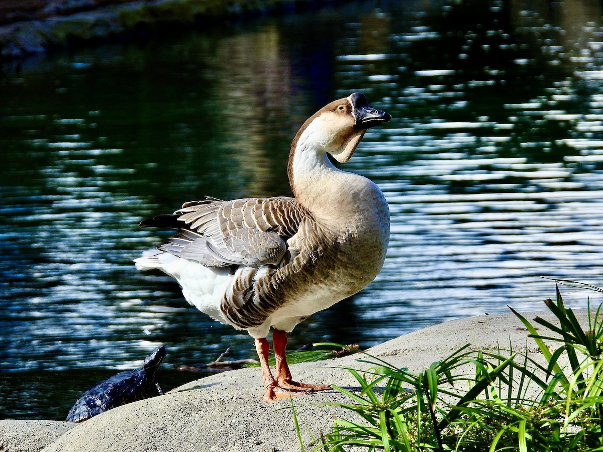 Çin Kazı (evcil tip) - ML645618902